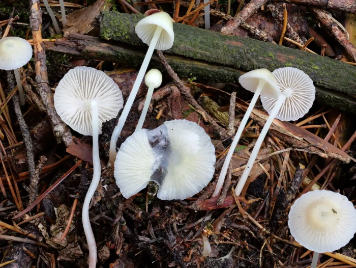 Mycena epipterygia – Dehnbarer Helmling, die Huthaut ist sehr dehnbar; wie Gummi
