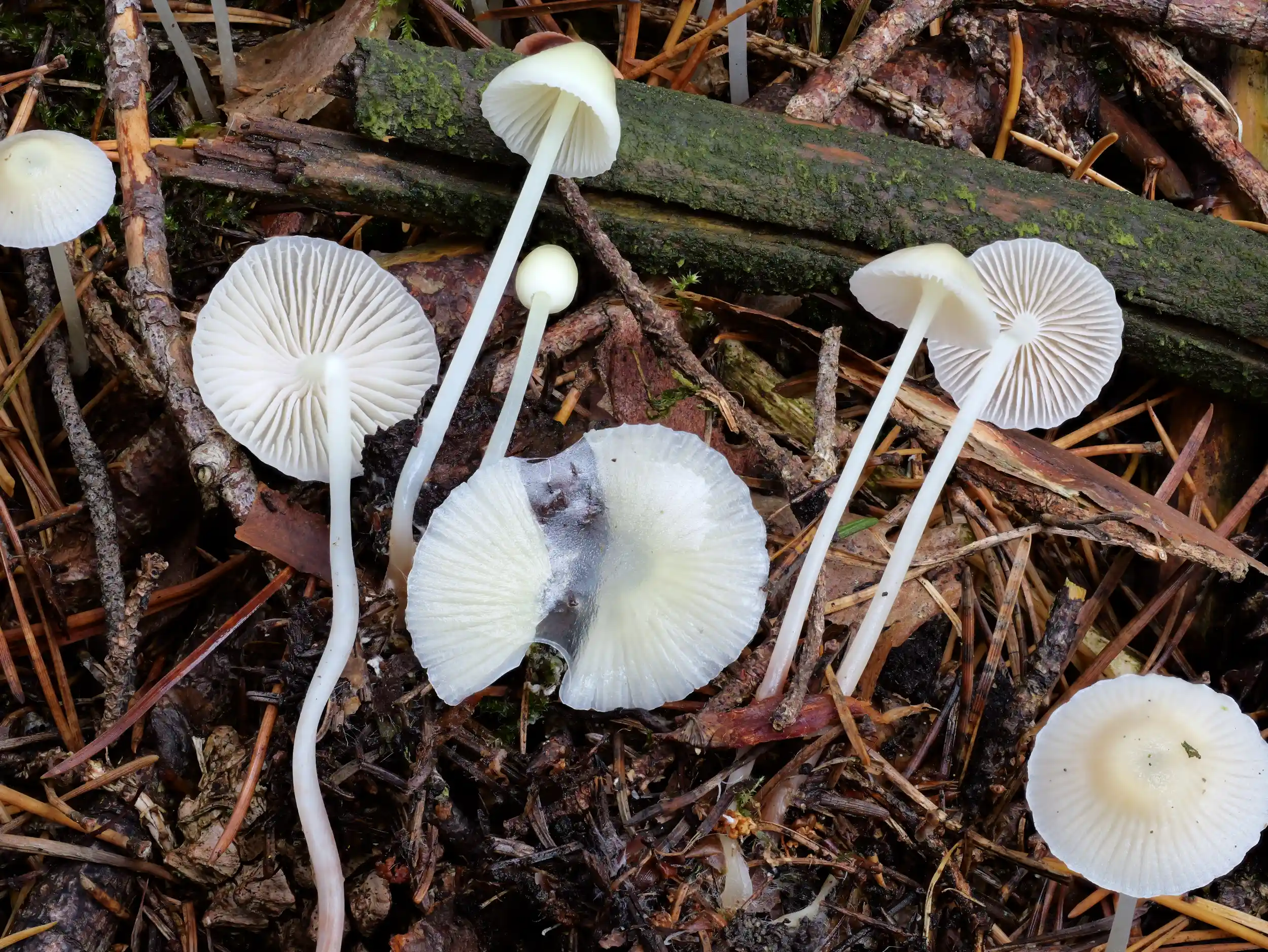 Mycena epipterygia – Dehnbarer Helmling Mycena epipterygia – Dehnbarer Helmling