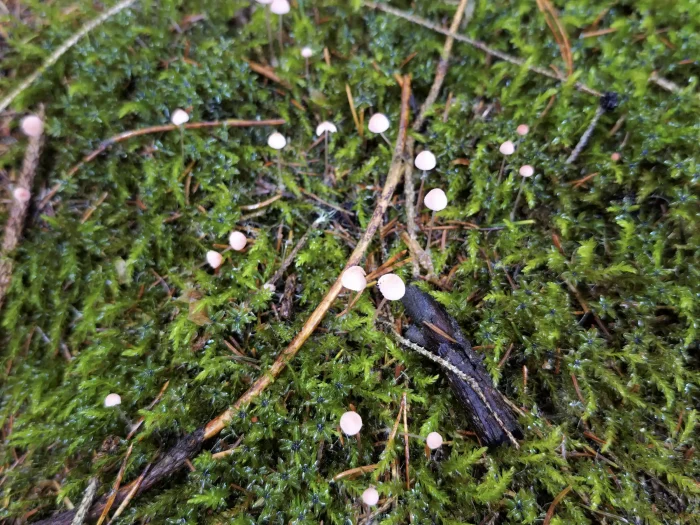 Mycena rosella – Rosaschneidiger Helmling, Fund im Moos in einem Nadelwald