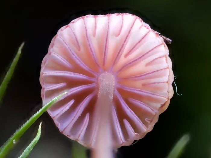 Mycena rosella – Rosaschneidiger Helmling, Makroaufnahme der roten Lamellenschneiden