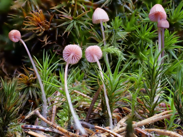 Mycena rosella – Rosaschneidiger Helmling, die Pilze werden rund 4 cm hoch
