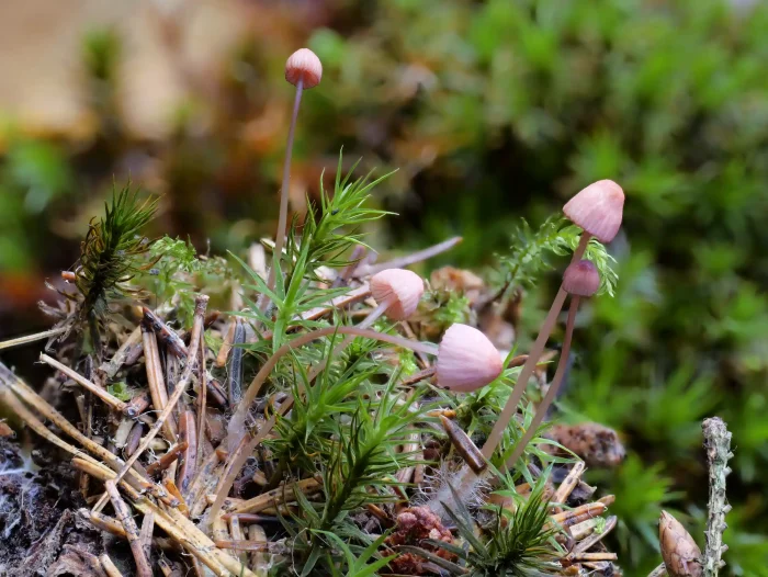 Mycena rosella – Rosaschneidiger Helmling, die Hüte haben 5 mm Durchmesser