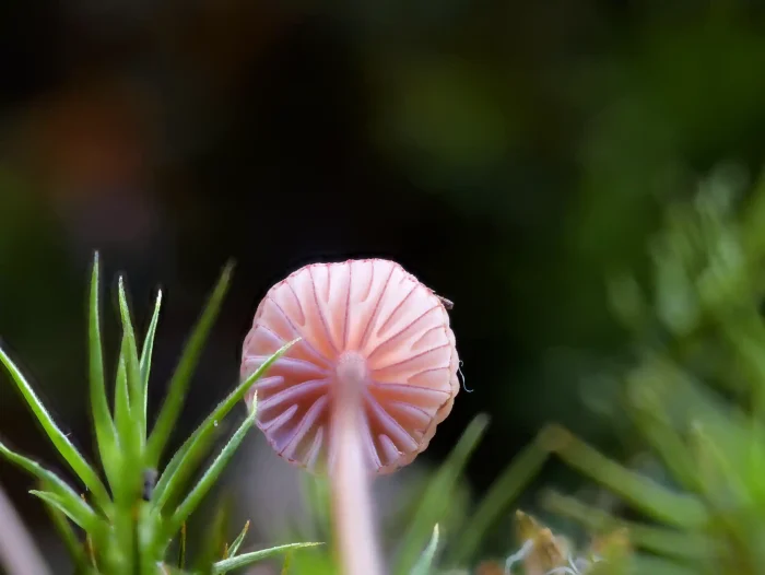 Mycena rosella – Rosaschneidiger Helmling, namensgebend die roten Schneiden