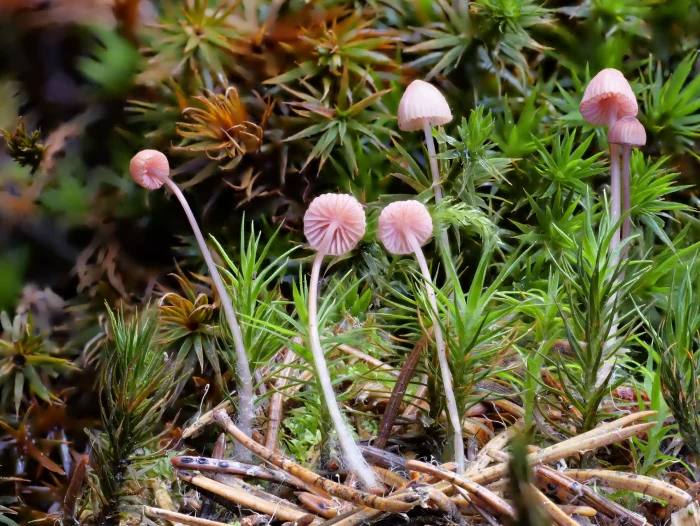 Mycena rosella – Rosaschneidiger Helmling, näher betrachtet offenbart sich die Schönheit der Winzlinge