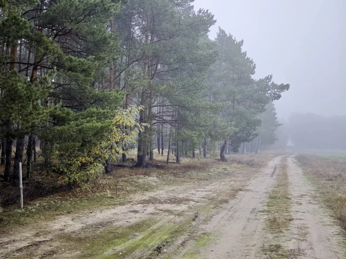 Mycena zephirus – Rostfleckiger Helmling, Fundort in der Lausitz nahe Guhlen