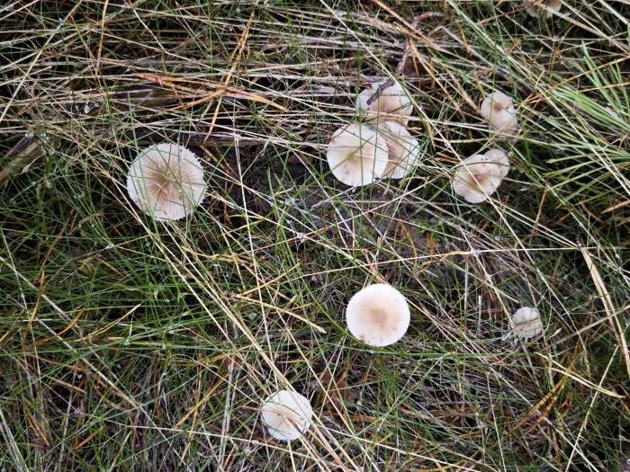 Mycena zephirus – Rostfleckiger Helmling, nicht alle Exemplare zeiegn die Flecken, was normal ist