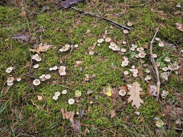 Mycena zephirus – Rostfleckiger Helmling, große Gruppe im Kiefernwald in der Lausitz