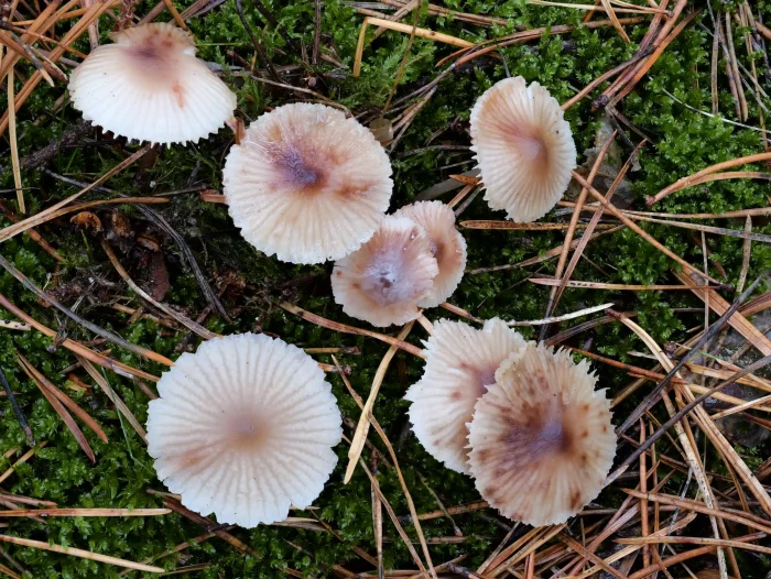 Mycena zephirus – Rostfleckiger Helmling, die „Rostflecken“ der Hüte sind namensgebend