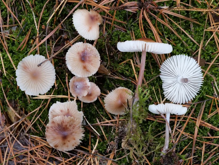 Mycena zephirus – Rostfleckiger Helmling, die Hüte können bis 2,5 cm breit werden