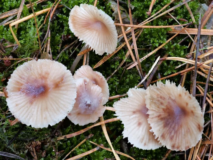 Mycena zephirus – Rostfleckiger Helmling, mustergültige Kollektion