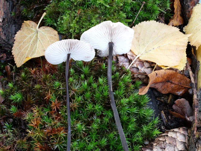 Mycetinis alliaceus – Langstieliger Knoblauchschwindling, markant ist der lange, harte, schwarze Stiel