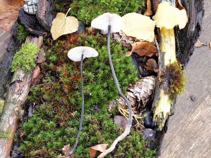Mycetinis alliaceus – Langstieliger Knoblauchschwindling, die Stiele können bis 15 cm lang werden