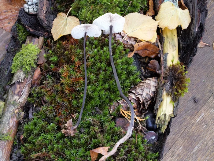 Mycetinis alliaceus – Langstieliger Knoblauchschwindling, der Pilz ist im Vogtland nur selten zu finden