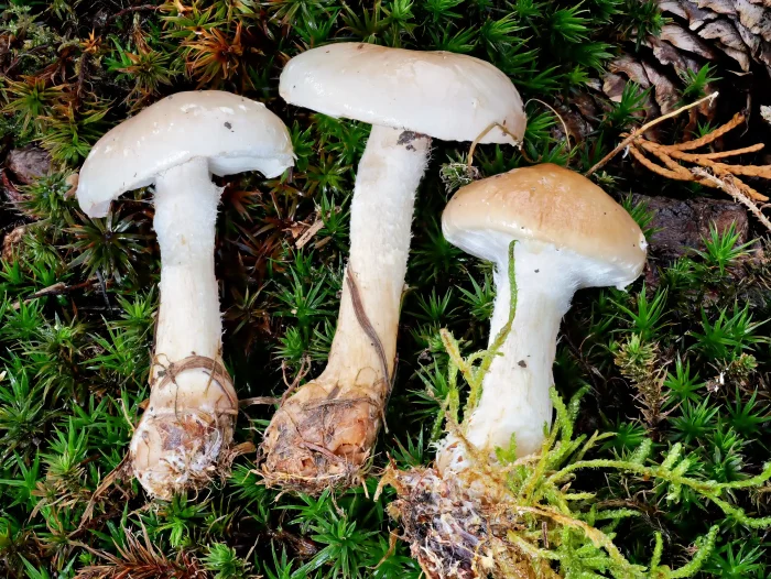 Pholiota lenta – Tonweißer Schüppling, schöne Kollektion, bei Regenwetter photographiert