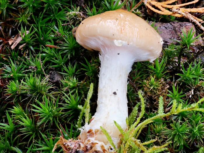 Pholiota lenta – Tonweißer Schüppling, typisch der geschuppte Stiel
