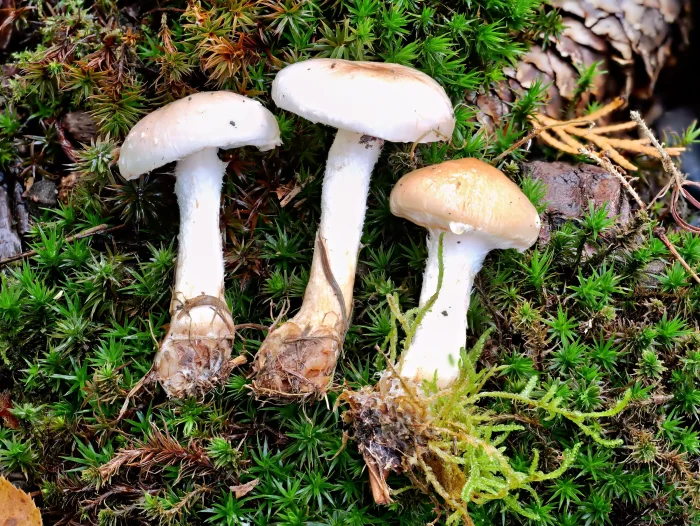 Pholiota lenta – Tonweißer Schüppling, schöne Kollektion, Fund aus dem Laubwald