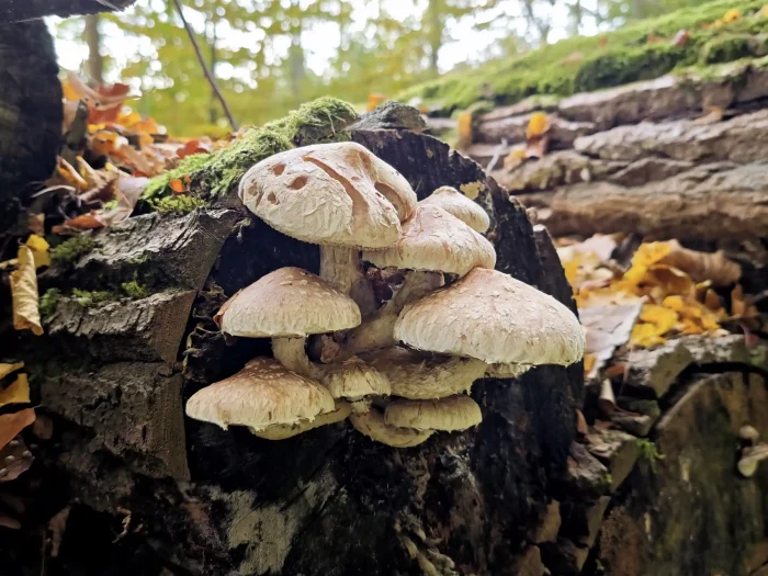 Pholiota populnea – Pappelschüppling, die Stiele sind geschuppt