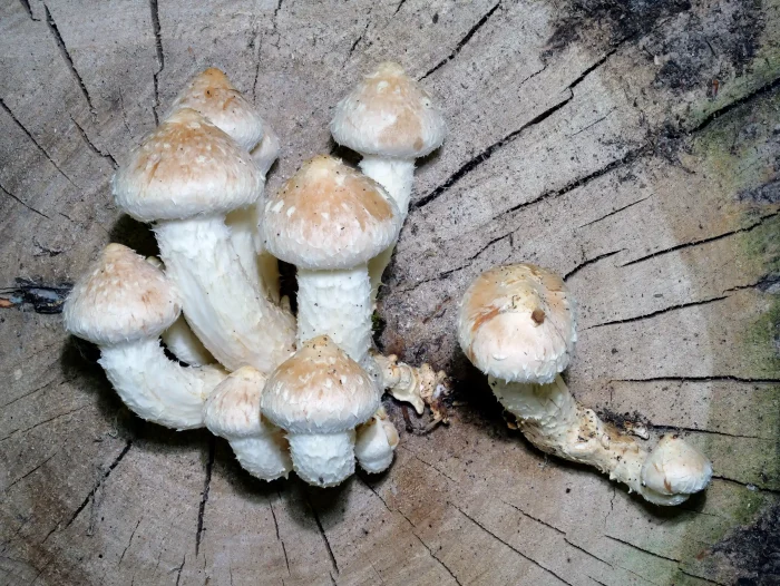 Pholiota populnea – Pappelschüppling, junge Pilze am Pappelholz