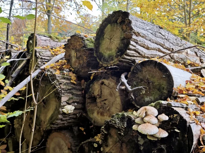 Pholiota populnea – Pappelschüppling, liegt gefälltes Pappelholz, ist sehr schnell dieser Pilz zu finden