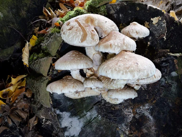 Pholiota populnea – Pappelschüppling, adulte Fruchtkörper