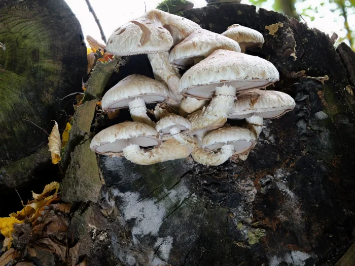 Pholiota populnea – Pappelschüppling, die Hutränder sind fein, dunkel gezahnt