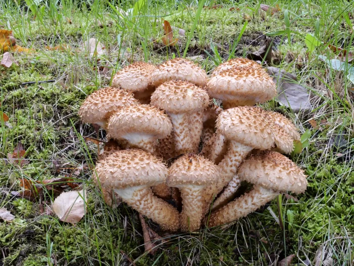 Pholiota squarrosa – Sparriger Schüppling, wunderschöne Gruppe am Fuße einer Eiche