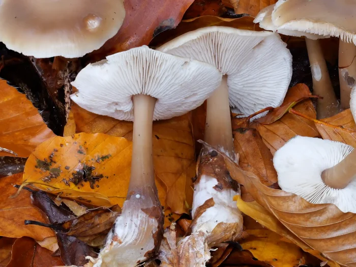 Rhodocollybia butyracea – Butter-Rübling, gezahnte Lamellen, verdickte Stielbasis