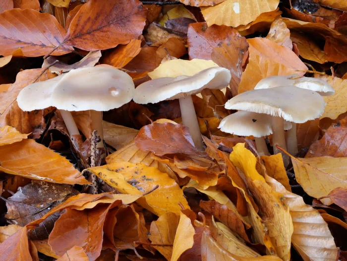Rhodocollybia butyracea – Butter-Rübling, häufig im Herbst zu finden