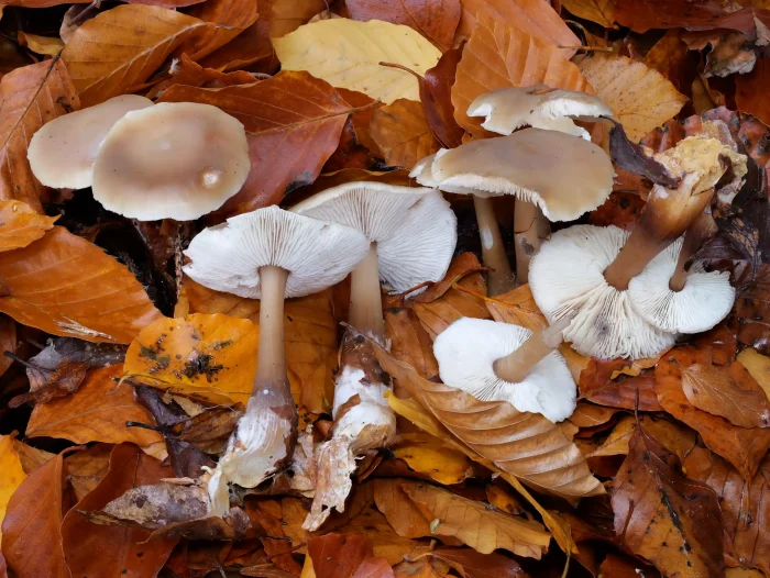 Rhodocollybia butyracea – Butter-Rübling, wachsartiger Hut, verdickte Steile, weiße Lamellen