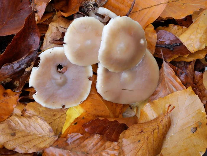 Rhodocollybia butyracea – Butter-Rübling, glatte, wachsartige Hüte gaben den Namen