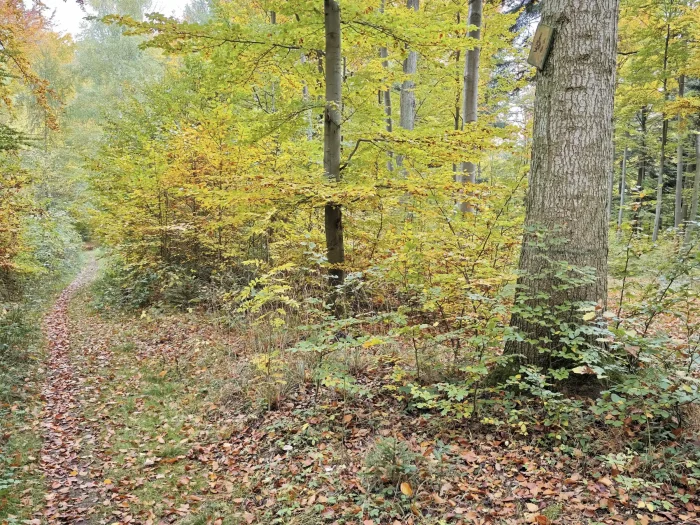 Russula cavipes – Hohlstieltäubling, der Pilz kommt nur bei der Weißtanne vor