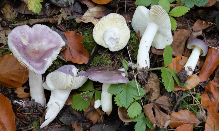 Russula cavipes – Hohlstieltäubling, dies ist einer der wenige Funde in Thüringen