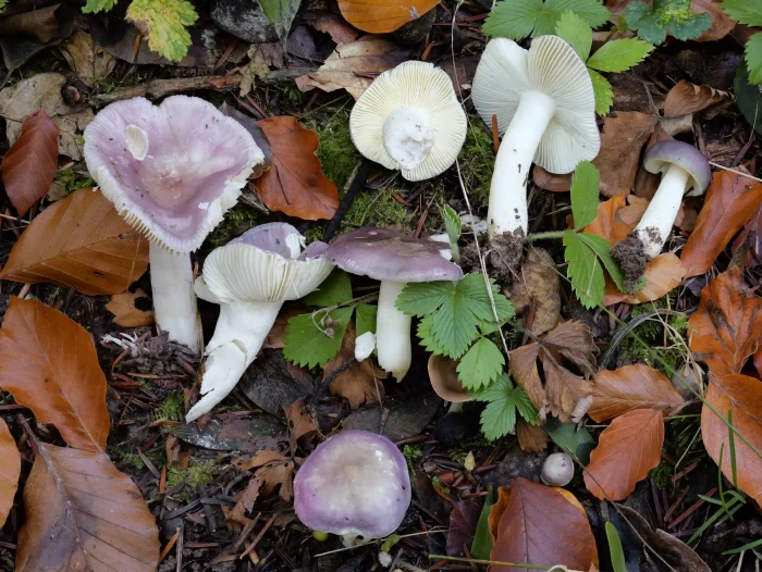 Russula cavipes – Hohlstieltäubling, Kollektion dieses seltenen Täublings