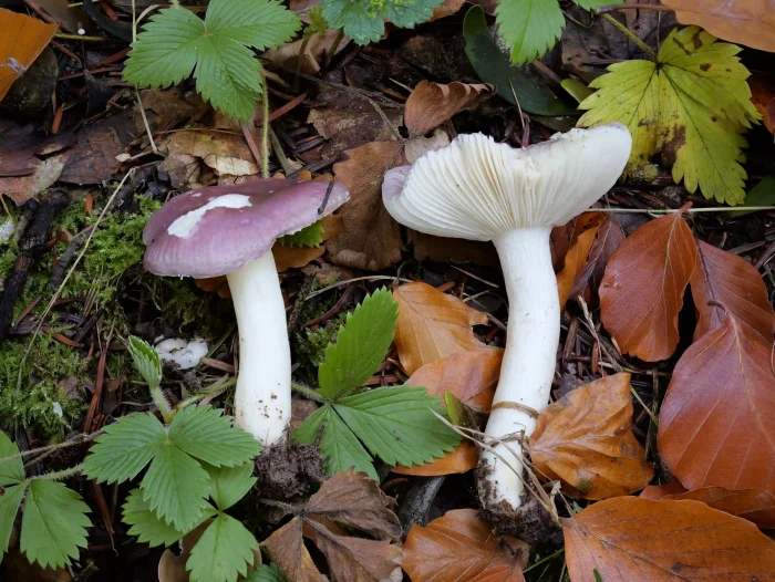 Russula cavipes – Hohlstieltäubling, fällt durch die helllila Hutfärbung auf