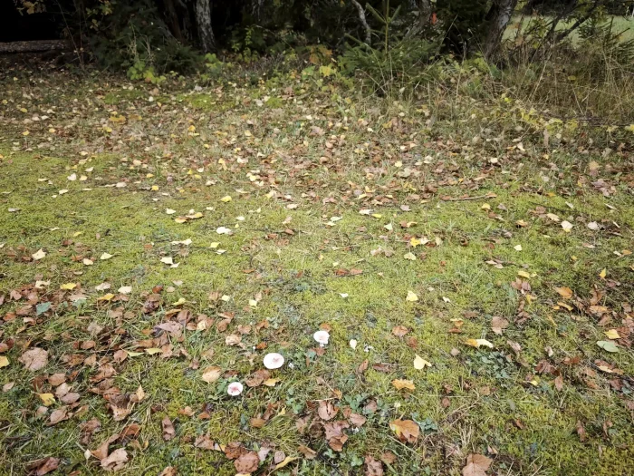 Russula gracillima – Zarter Birken-Täubling, Fundort nahe einer kleinen Birke