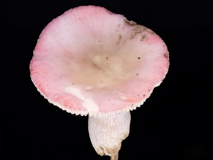 Russula gracillima – Zarter Birken-Täubling, die Pilze sind extrem brüchig