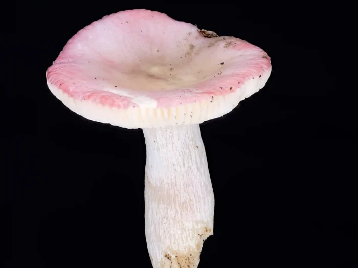 Russula gracillima – Zarter Birken-Täubling, die Hüte erreichen 3 cm Durchmesser