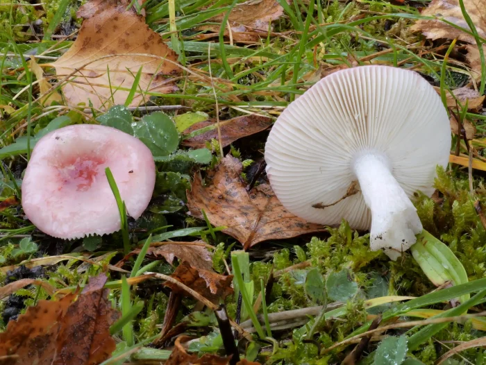 Russula gracillima – Zarter Birken-Täubling, besitzt weiße Lamellen