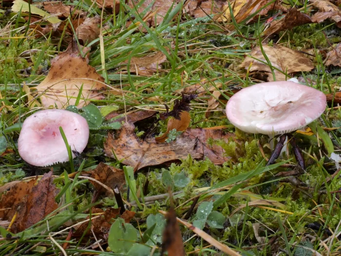 Russula gracillima – Zarter Birken-Täubling, zwei mustergültige Pilze