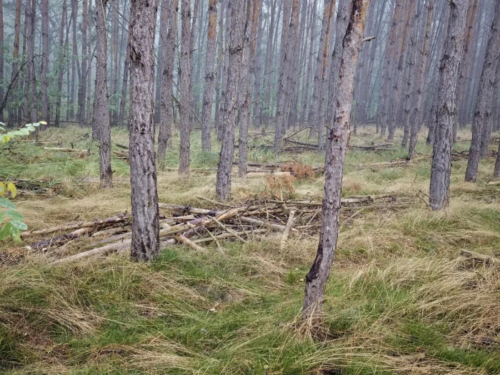 Russula turci – Jodoformtäubling, Fundort ist ein Kiefernwald in der Lausitz