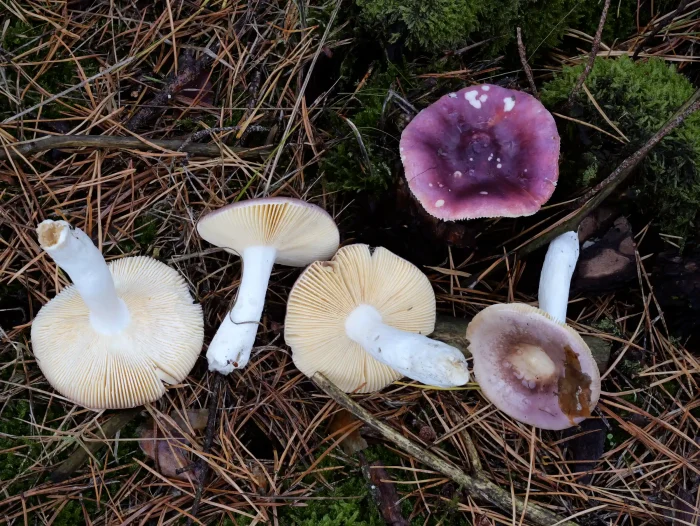Russula turci – Jodoformtäubling, rotviolette Hüte und cremefarbene Lamellen