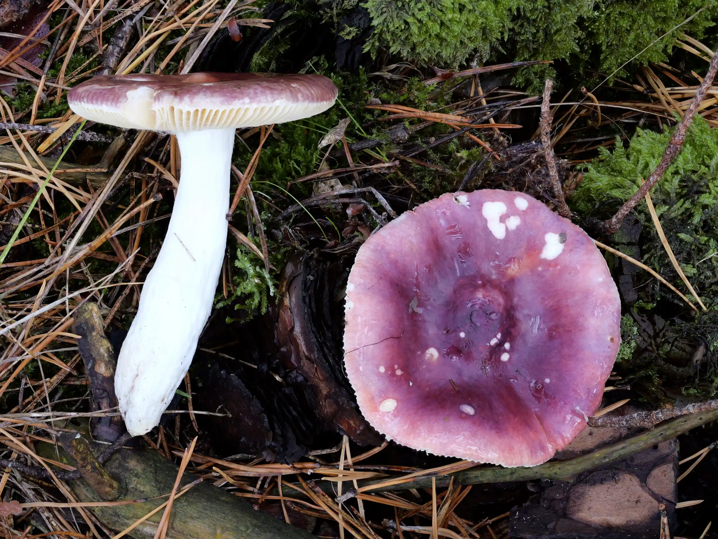 Russula turci – Jodoformtäubling Russula turci – Jodoformtäubling