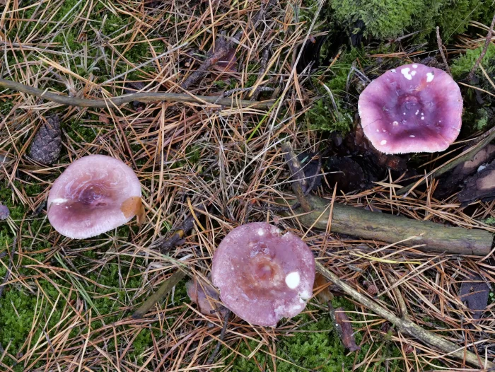 Russula turci – Jodoformtäubling, Hutdurchmesser 5-7 cm