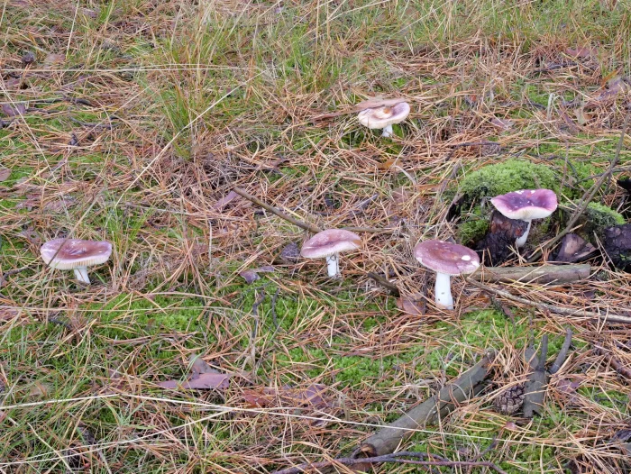 Russula turci – Jodoformtäubling, die Pilze waren in teils großen Gruppen zu finden