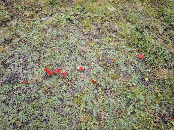 Hygrocybe splendidissima – Prächtiger Saftling, Fund auf Magerrasen