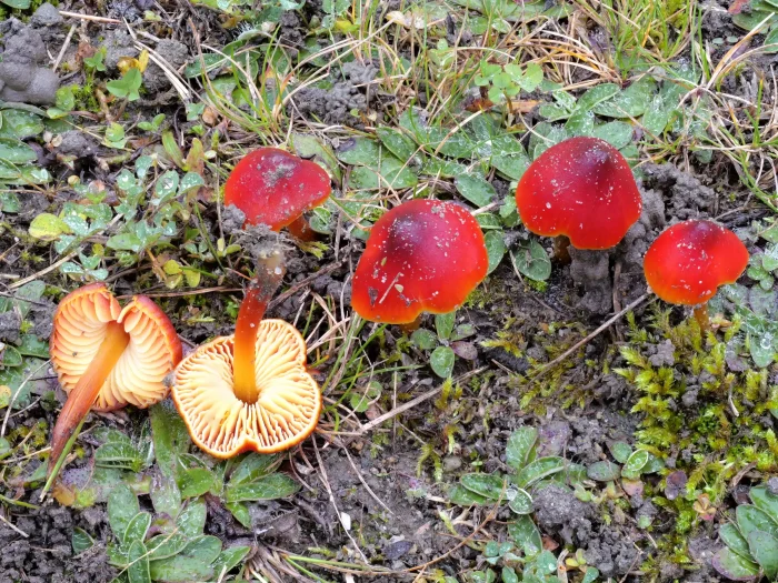 Hygrocybe splendidissima – Prächtiger Saftling, ein wirklich prächtiger Pilz