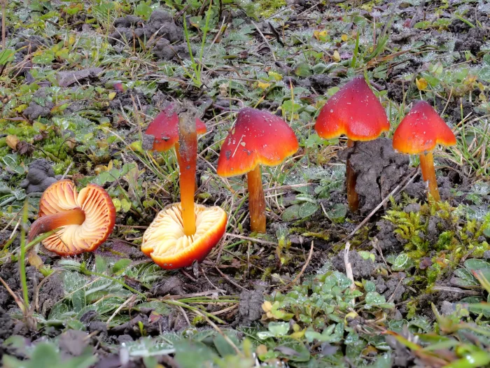 Hygrocybe splendidissima – Prächtiger Saftling, wie alle Saftlinge – streng geschützte Pilze