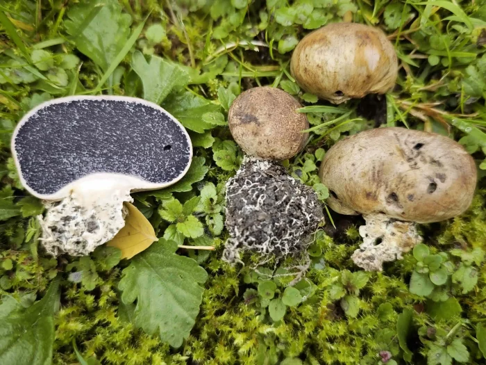 Scleroderma verrucosum – Dünnschaliger Kartoffenbovist, Gruppe bei Laubbäumen in einem Garten