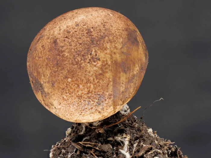 Scleroderma verrucosum – Dünnschaliger Kartoffenbovist, typische hellbraune Färbung