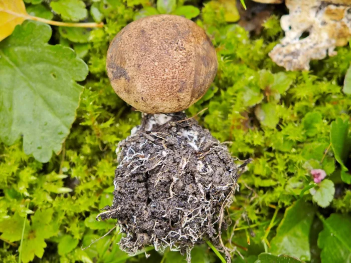 Scleroderma verrucosum – Dünnschaliger Kartoffenbovist, meist ist eine warzige Oberfläche vorhanden